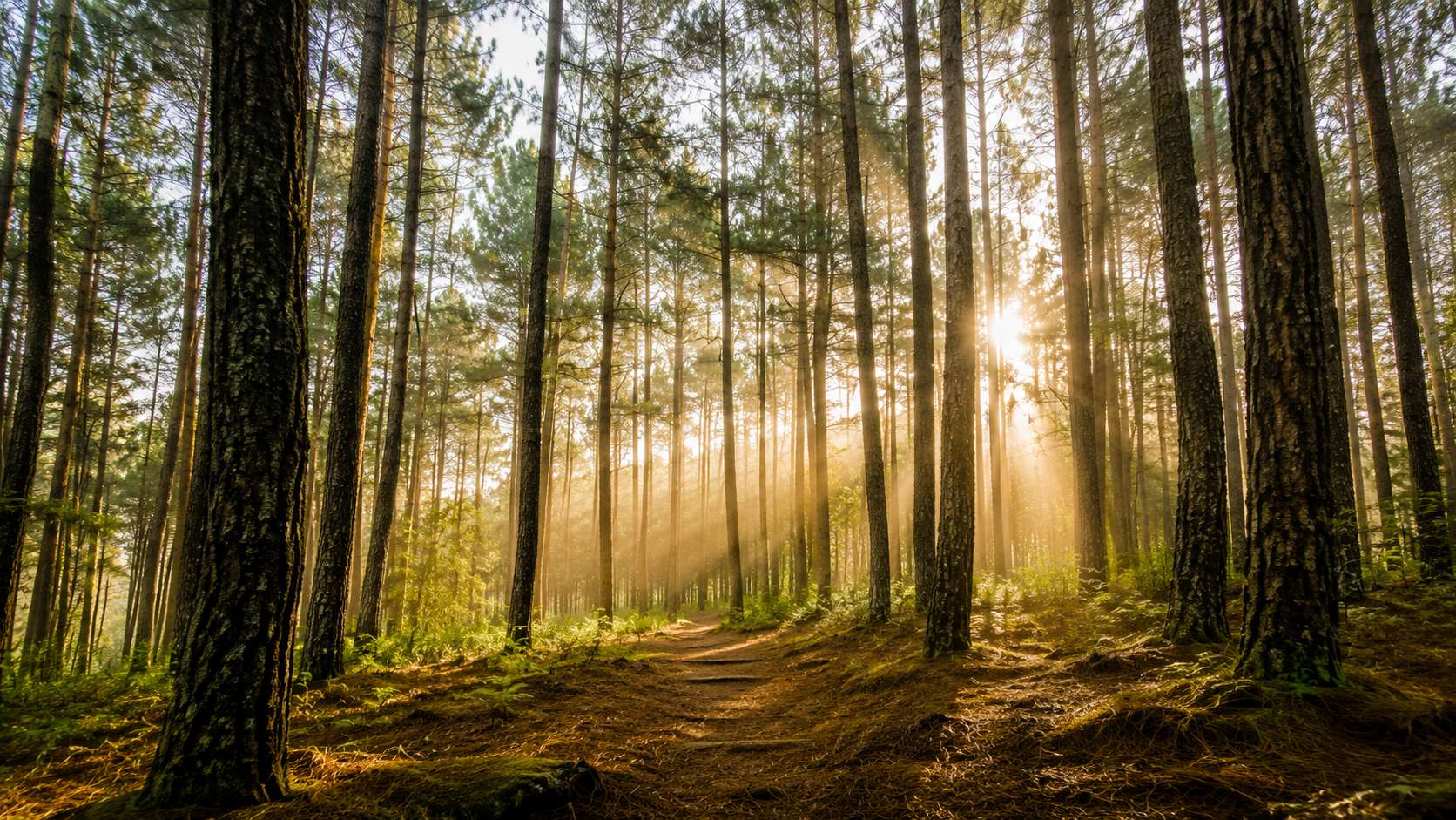 Pine Forest